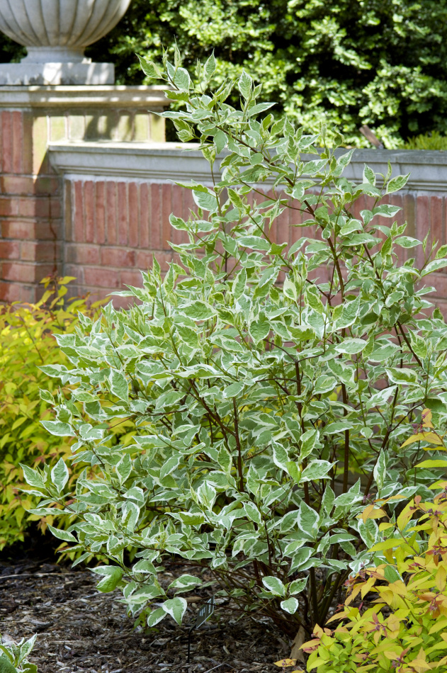 Rysk kornell 10-pack 1