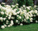 Vidjehortensia vit 10-pack Vidjehortensia vit 10-pack 1