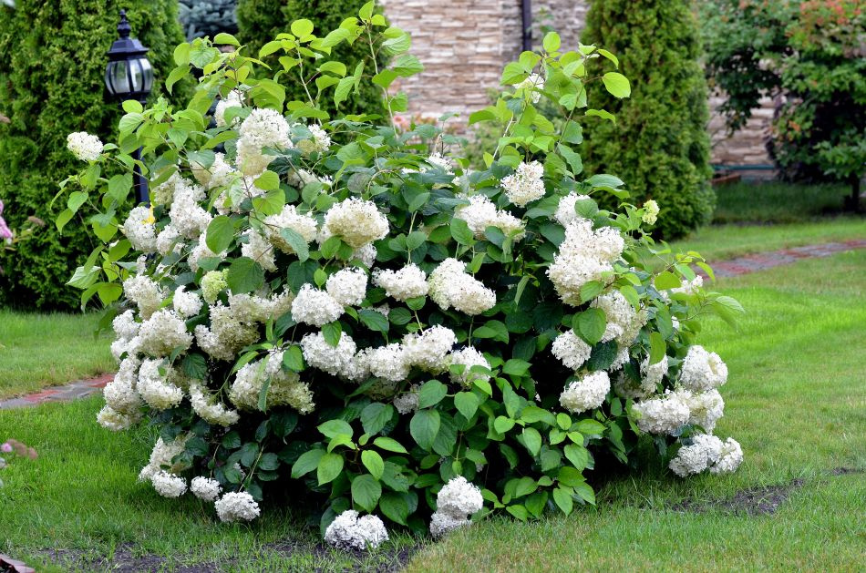 Vidjehortensia vit 10-pack 3