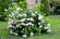 Vidjehortensia vit 10-pack Vidjehortensia vit 10-pack 3