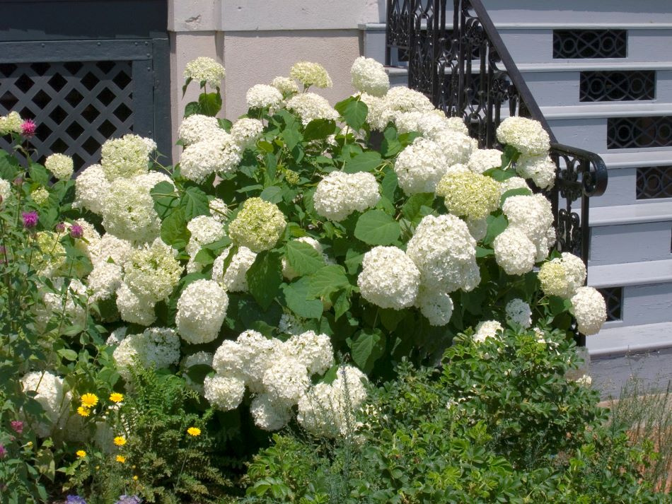 Vidjehortensia vit 10-pack 4