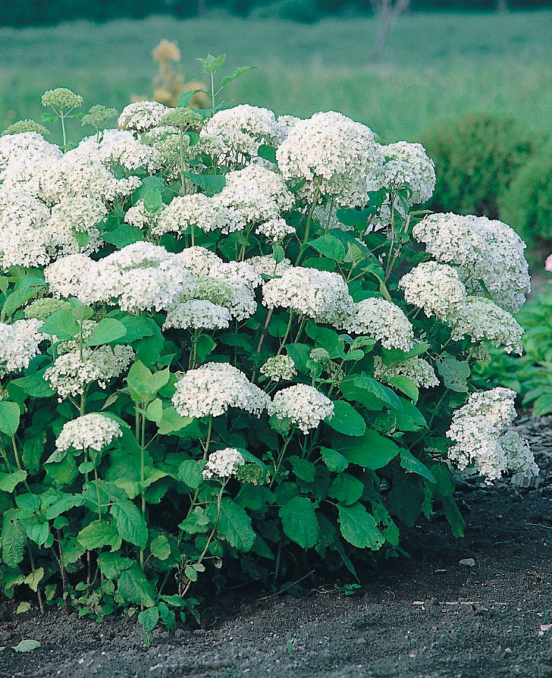 Vidjehortensia vit 5-pack 2