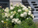 Vidjehortensia vit 5-pack Vidjehortensia vit 5-pack 4