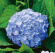 Hortensia blå 10-pack Hortensia blå 10-pack 1