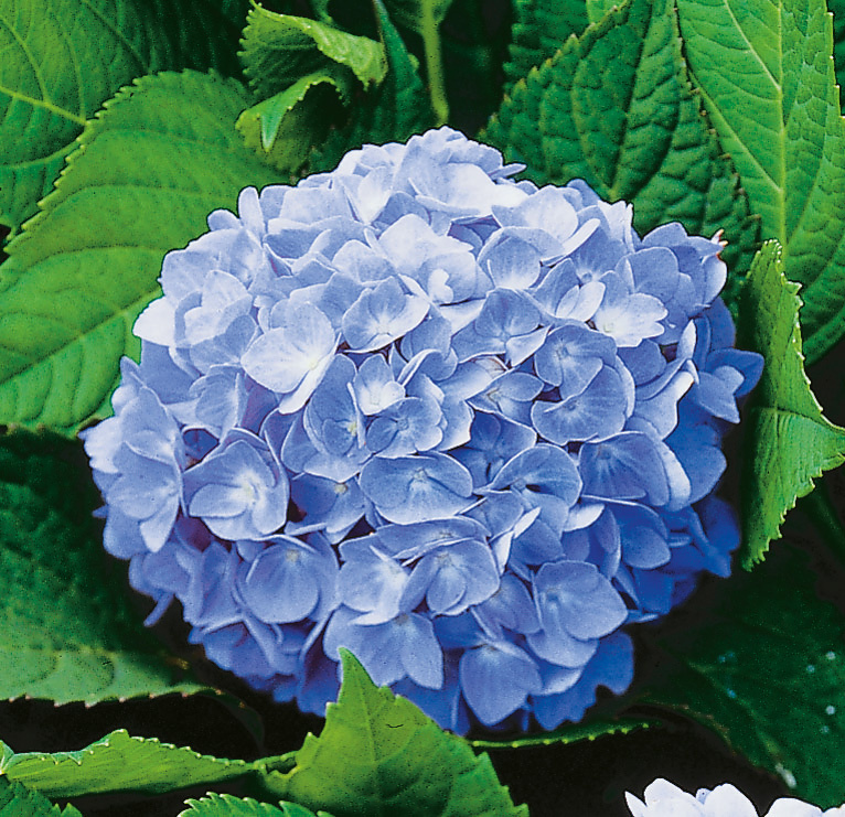 Hortensia blå 5-pack 1