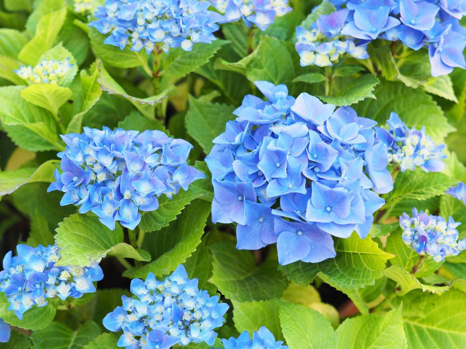 Hortensia blå 5-pack 2