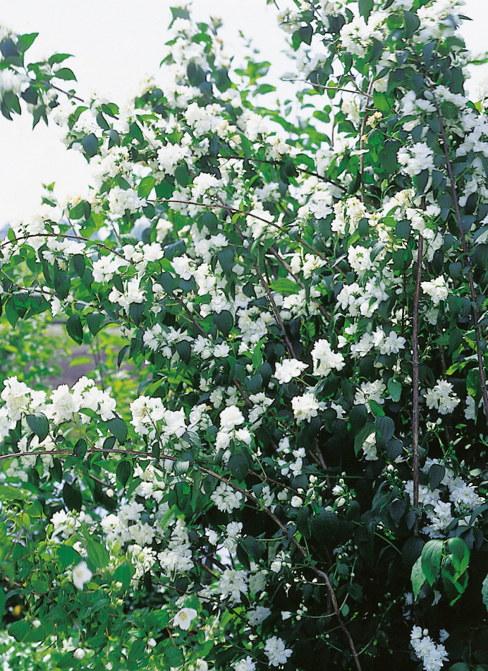 Kameliaschersmin 10-pack 3