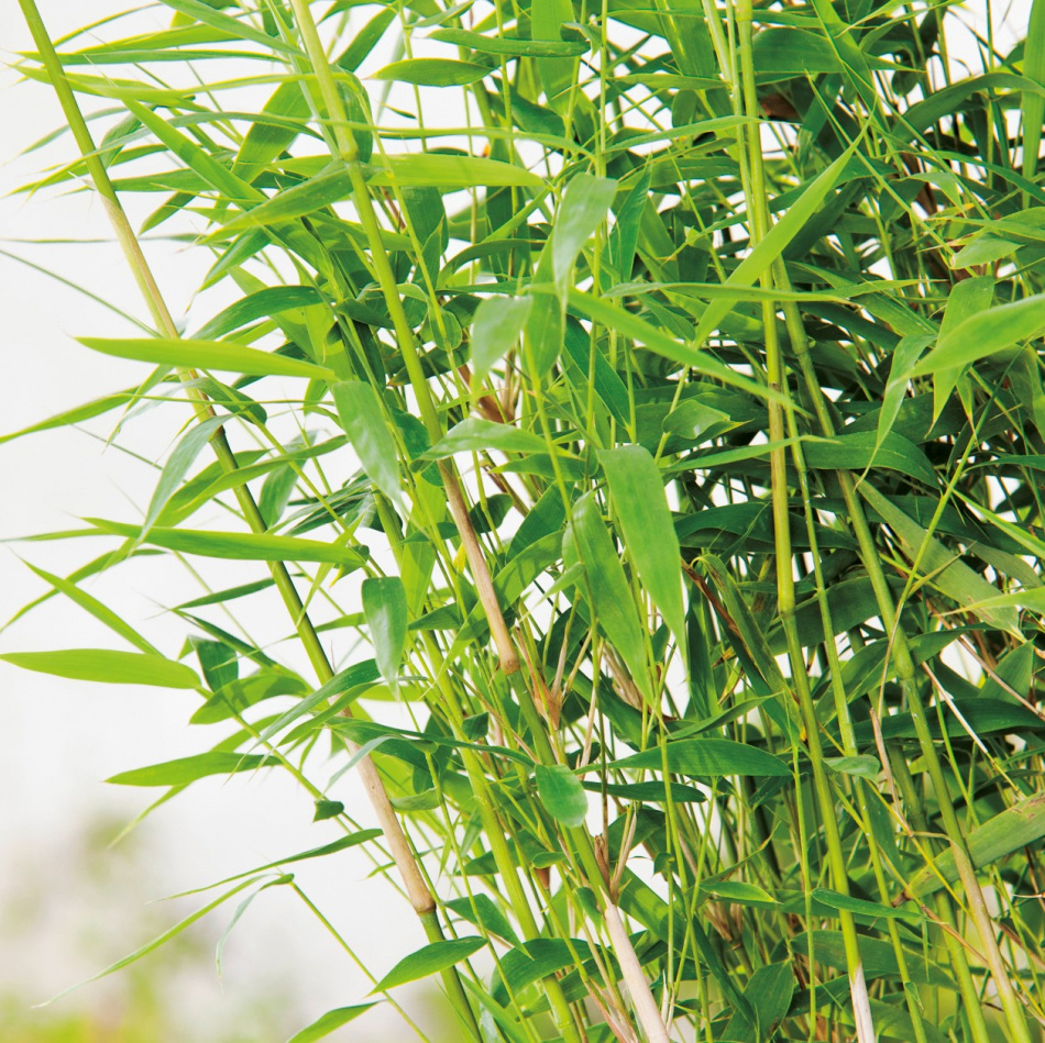 Bergbambu, Fargesia murielae 