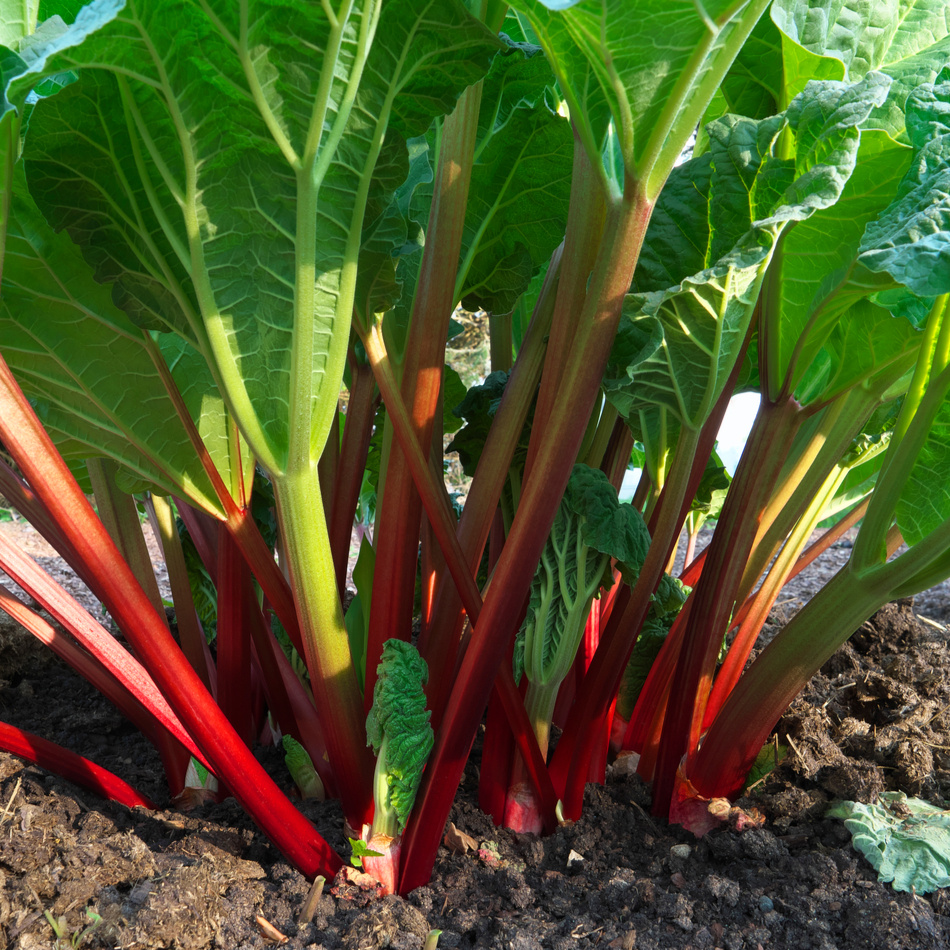Rabarberplanta   4