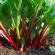 Rabarberplanta 'Red Champagne' 3-pack Rabarberplanta 4