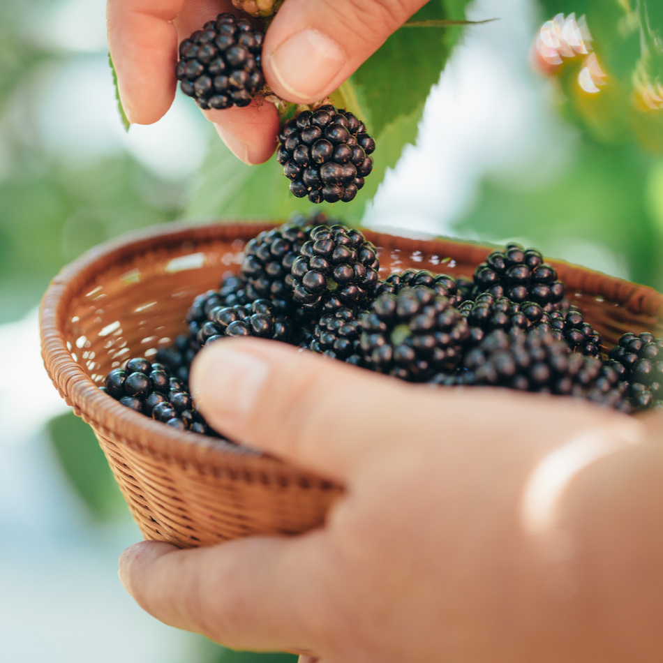  Björnbär Thornless Evergreen 3