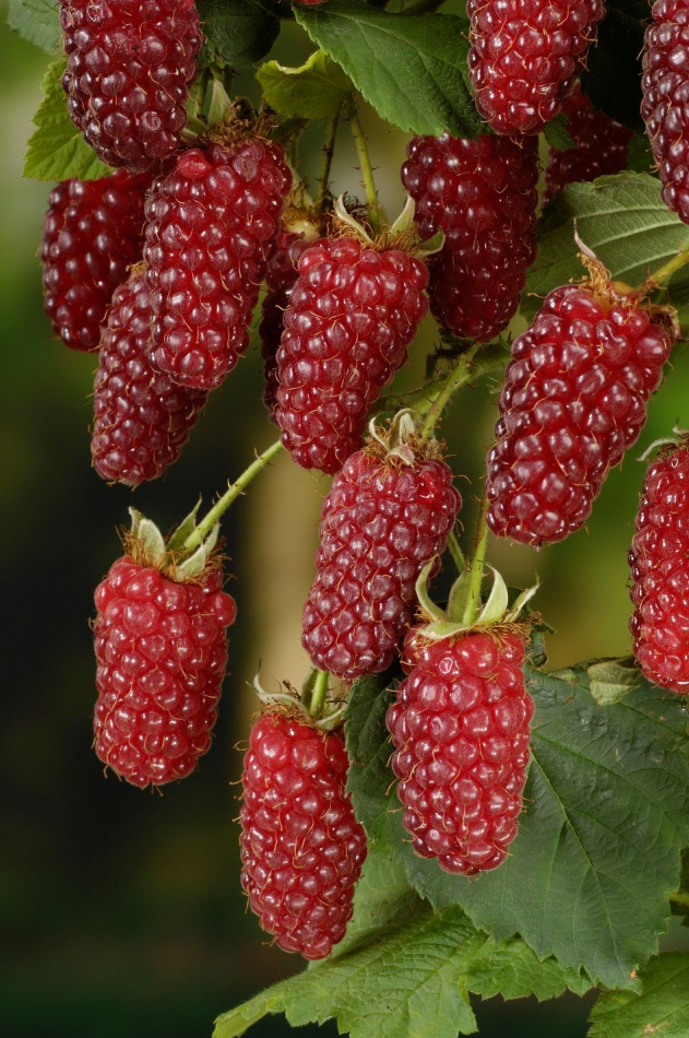 Björnbärshallon/ buskar 10-pack 3