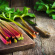 Rabarber 'Elmsblitz' 3-pack Rabarber Elmblitz 3
