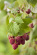 Hallon 'Mormorshallon' 10-pack Rubus (Hallon)