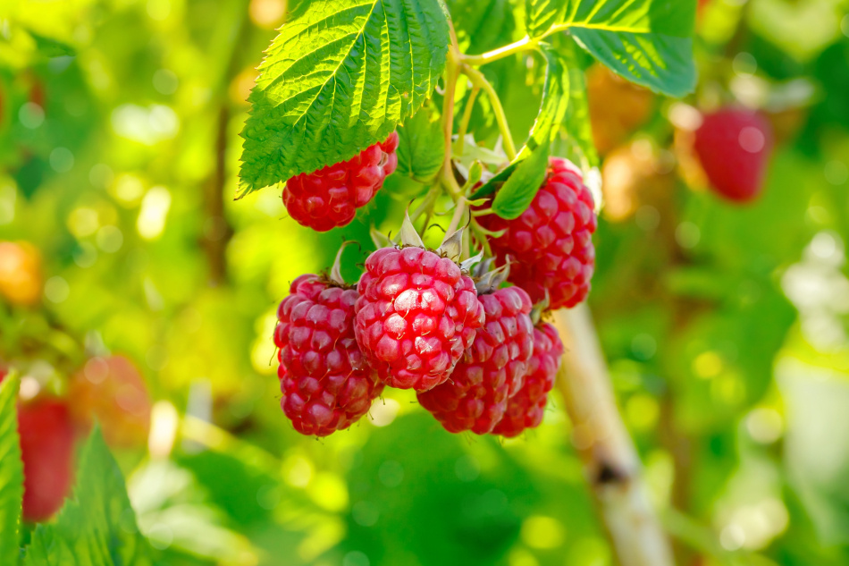 Hallon 'Mormorshallon' 10-pack