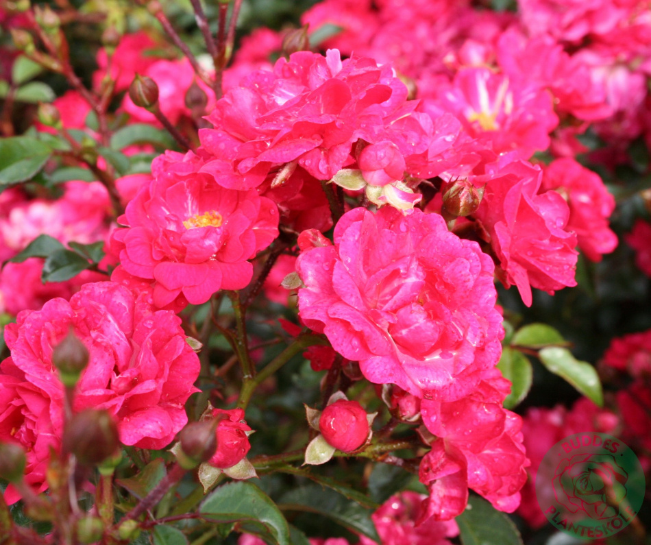 Ros Red Fairy 5-pack 2