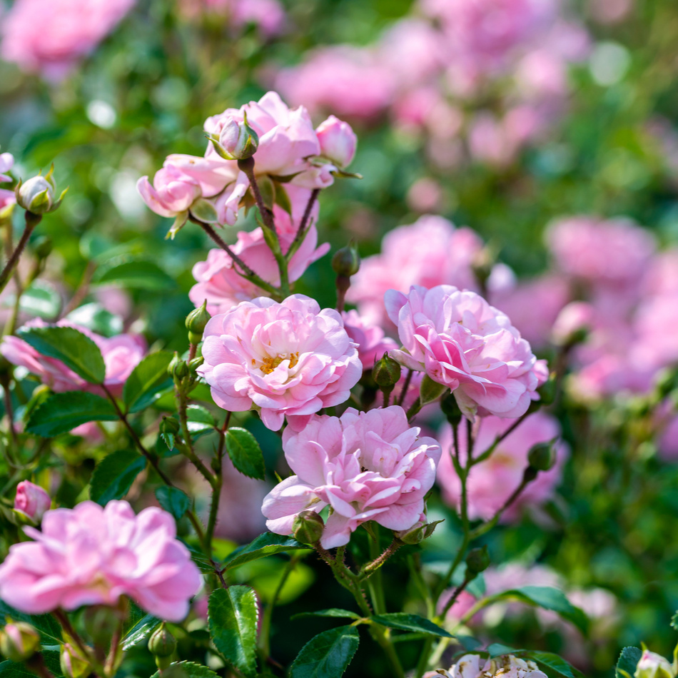 Växtpaket Ros The Fairy 5-pack 2