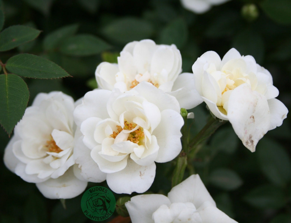 Växtpaket Ros White Cover 5-pack 2