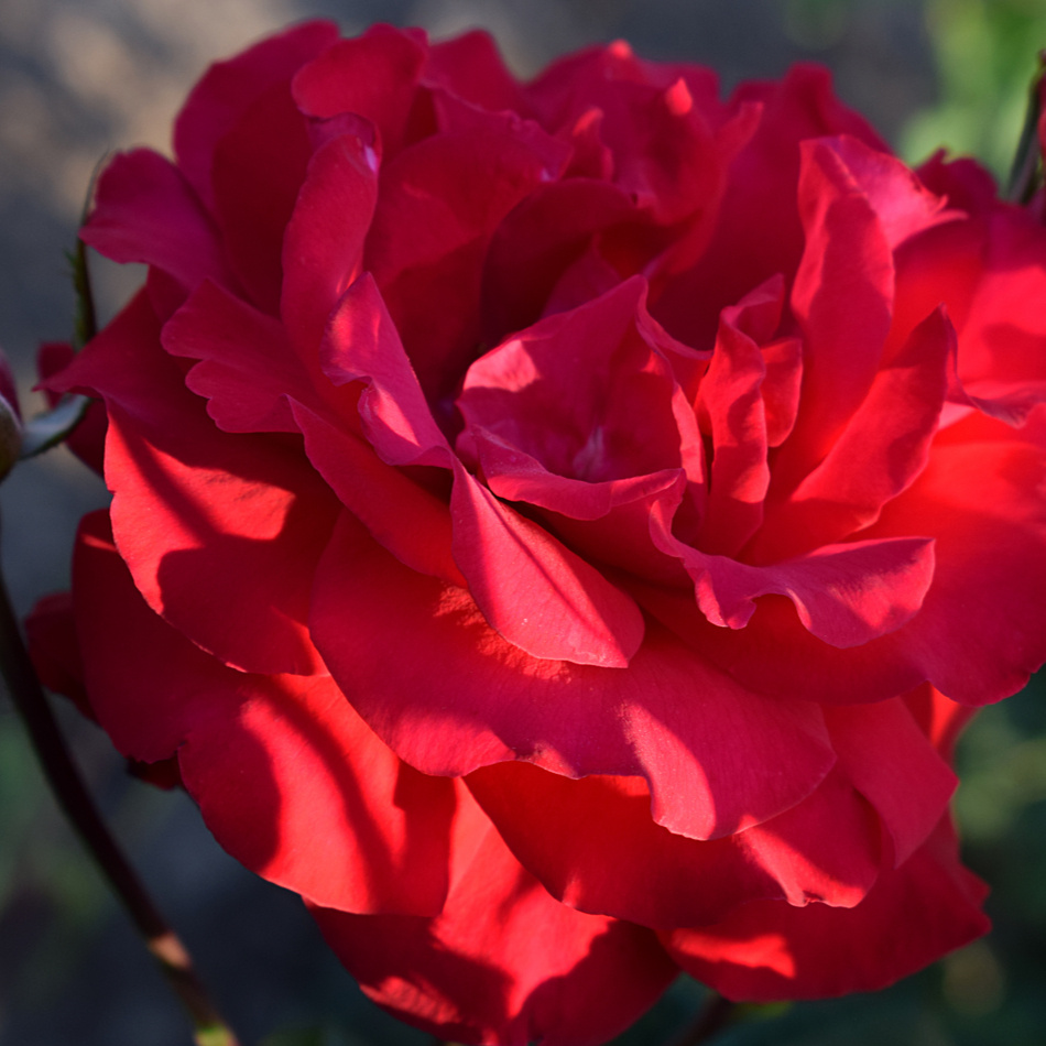 Växtpaket Ros Santana 2