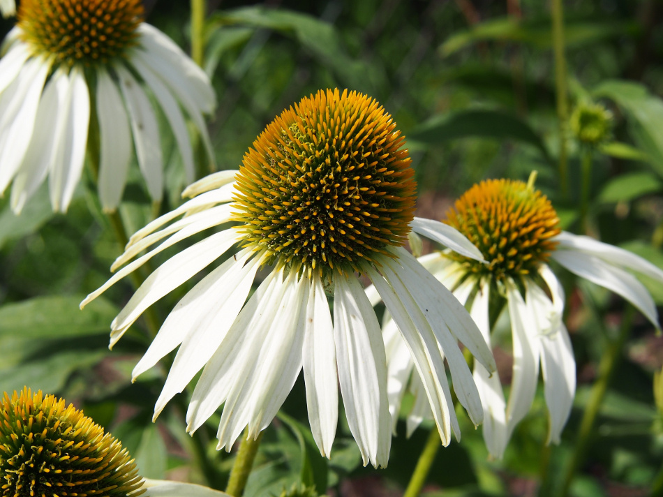 Rudbeckia Alba 15-pack 2