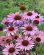 Rudbeckia 'Magnus' 15-pack Rudbeckia Magnus 15-pack 1