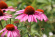 Rudbeckia 'Magnus' 15-pack Rudbeckia Magnus 15-pack 2