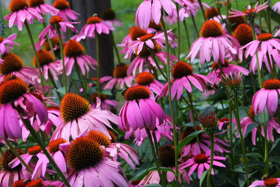 Rudbeckia Magnus 15-pack 3