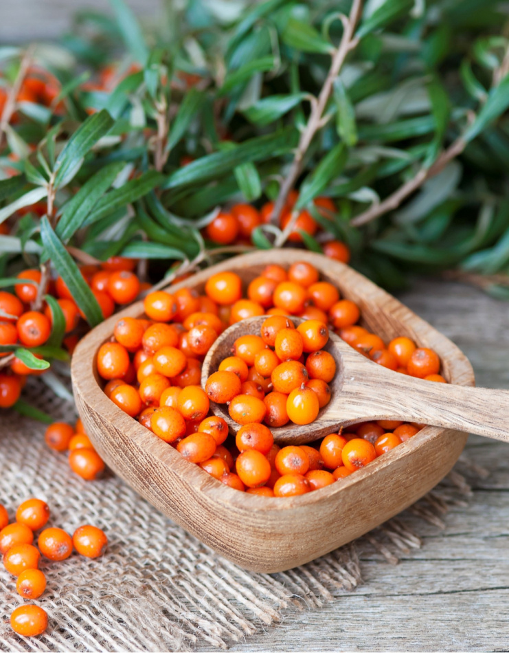 Växtpaket Havtorn 1