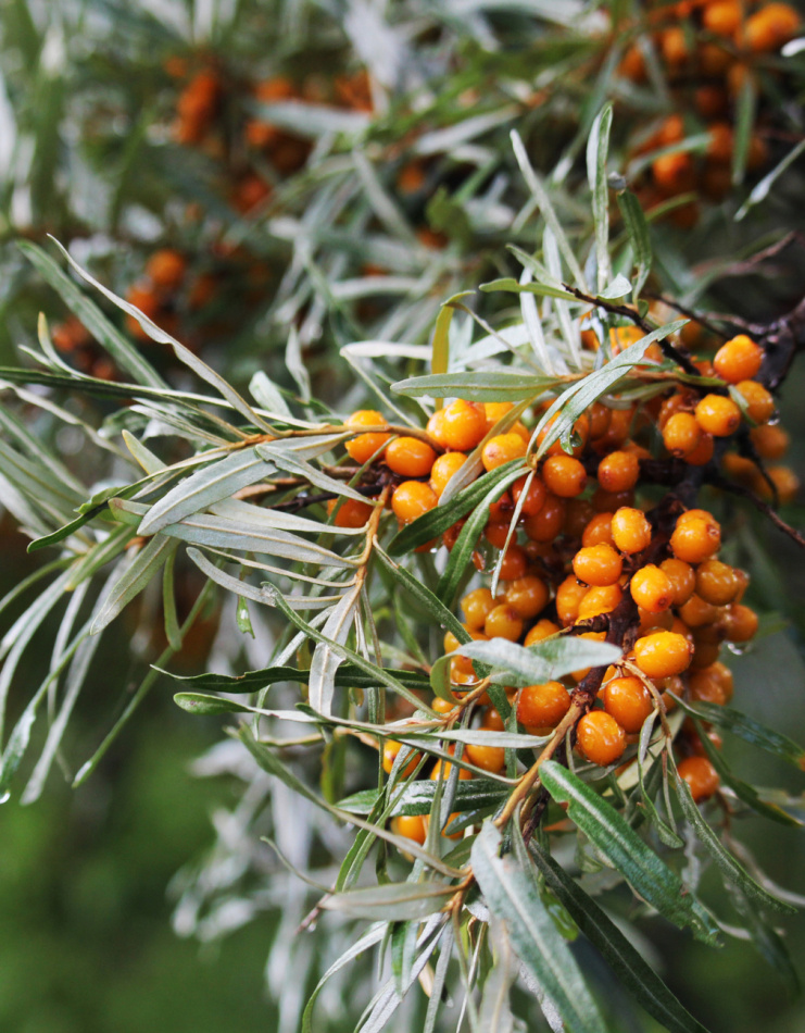 Växtpaket Havtorn 3