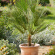 Europeisk Dvärgpalm, Chamaerops humilis, 50/60 cm Chamaerops humilis, 50/60 cm