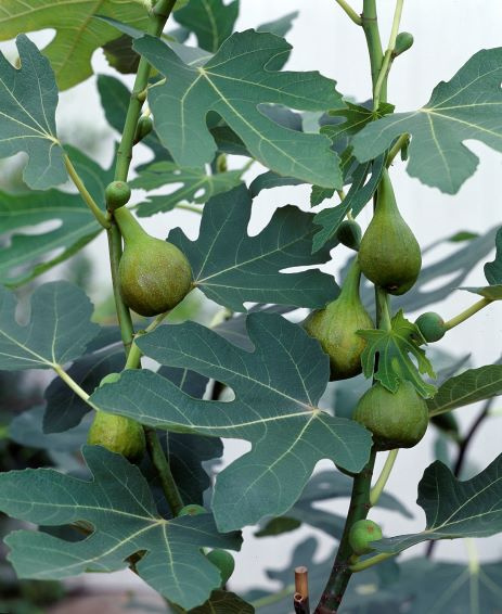 Ficus carica 