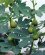 Ficus carica 'Bornholms Diamant', stam, 60 cm Ficus carica