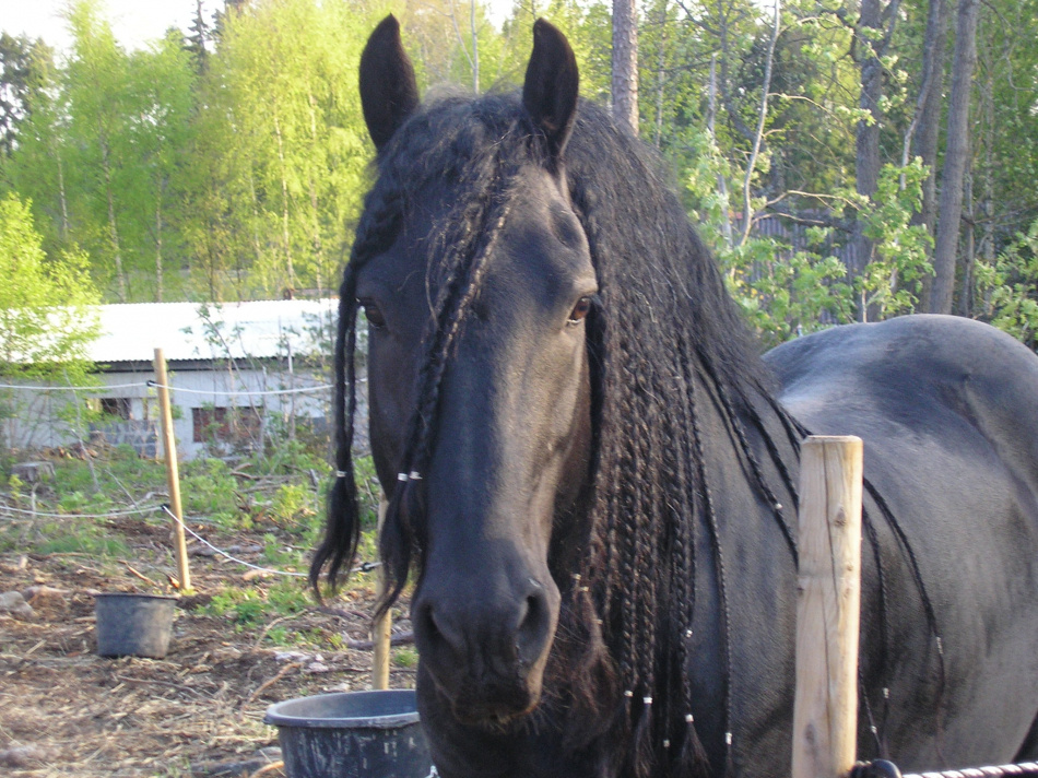 Djur salva med eteriska oljor