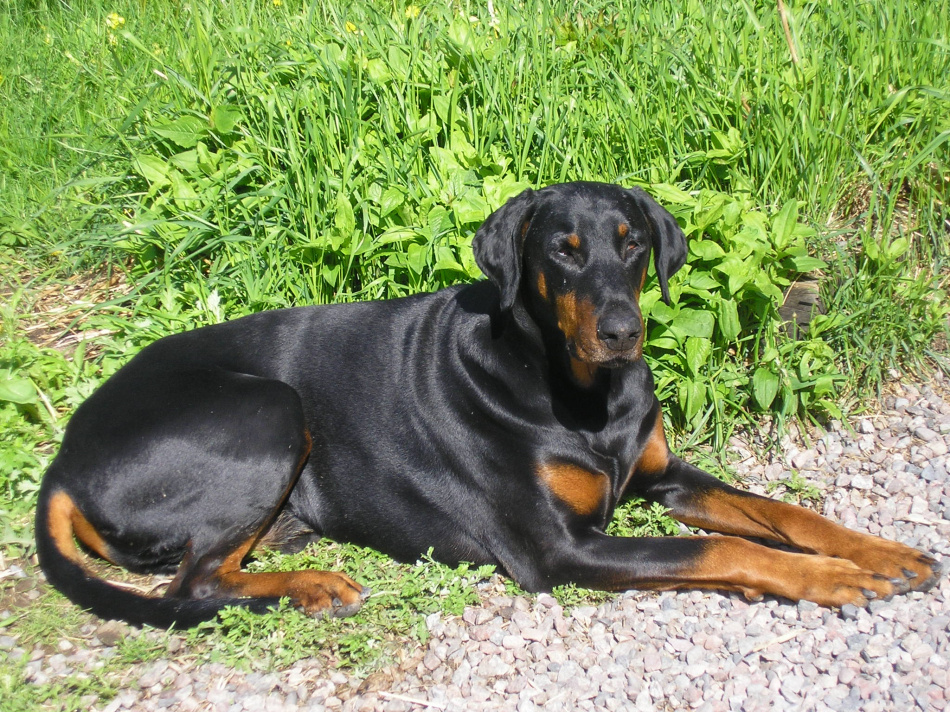 Djur salva med eteriska oljor