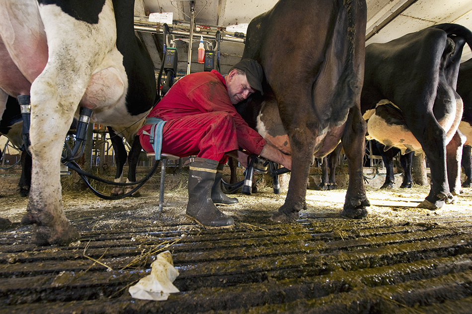 Mungabonden - ett lantbrukarliv under 25 år 4