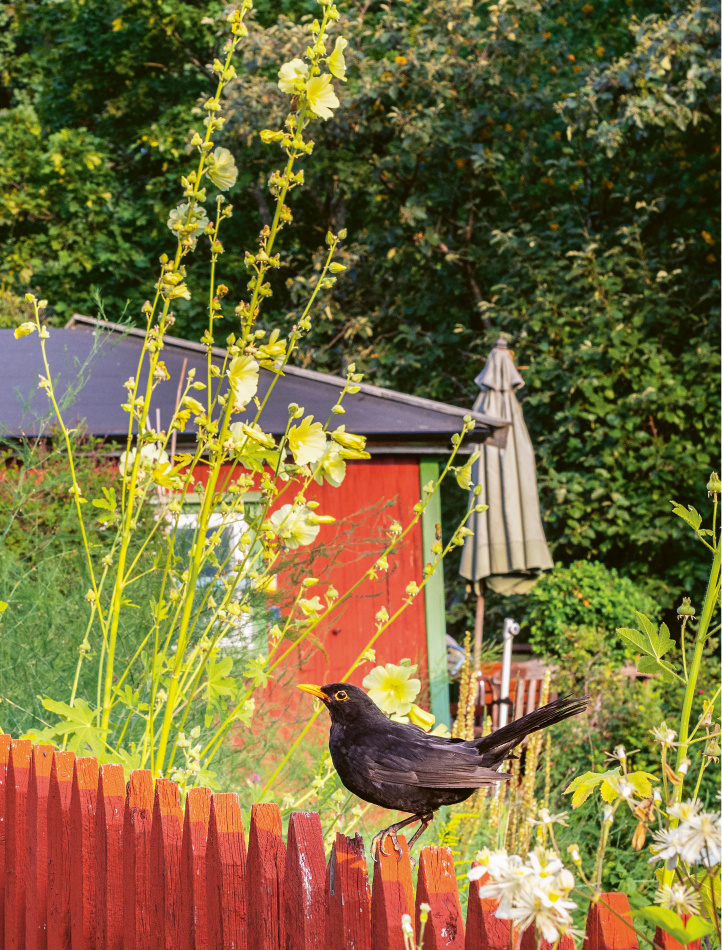 Världens viktigaste trädgård: Till naturens försvar 3
