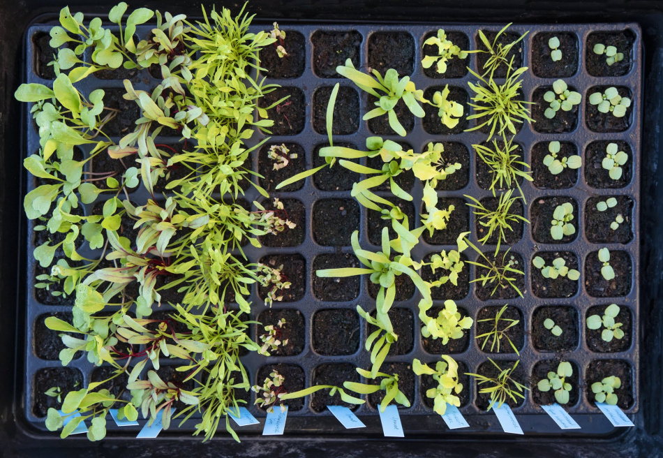 Odla utan spade: Lättskött & klimatsmart köksträdgård