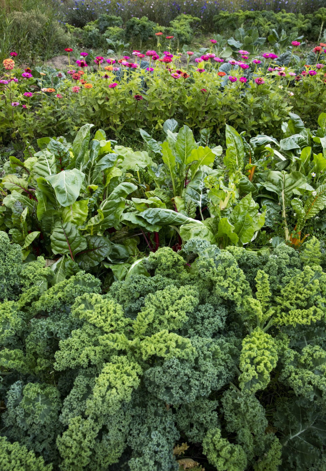 Odla utan spade: Lättskött & klimatsmart köksträdgård