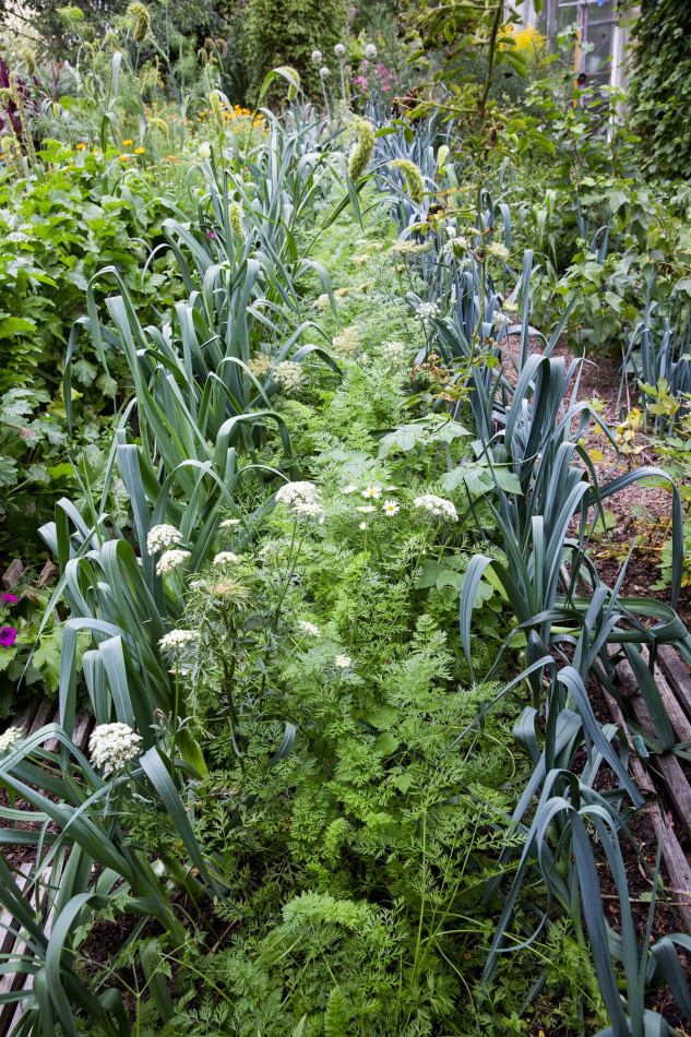 Odla utan spade: Lättskött & klimatsmart köksträdgård