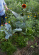 Odla utan spade: Lättskött & klimatsmart köksträdgård