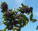 Aronia Nero Aronia Nero 1