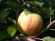Gravensteiner Äpple 1