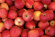 Rubinola Äpple 1