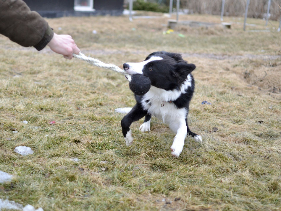 Hundleksak i svensk ull 2