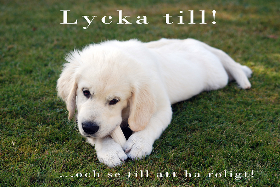 Glädje ska genomsyra allt