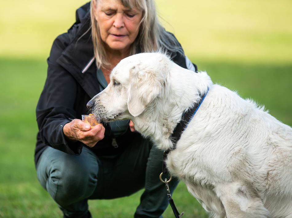När hunden nosar på kantarellerna säger du 