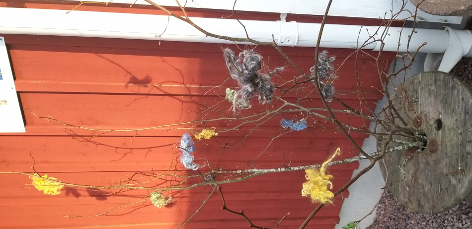 Färgad krullig ull i ris utomhus