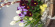 Handfärgad Krullig ull i påse från gårdens får Krullig ull som dekoration i blomkruka