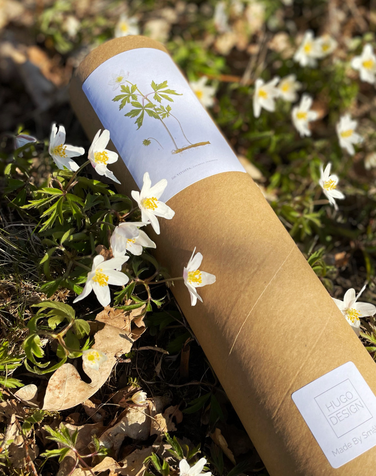 Botaniska Poster på Blommor 21x30 2