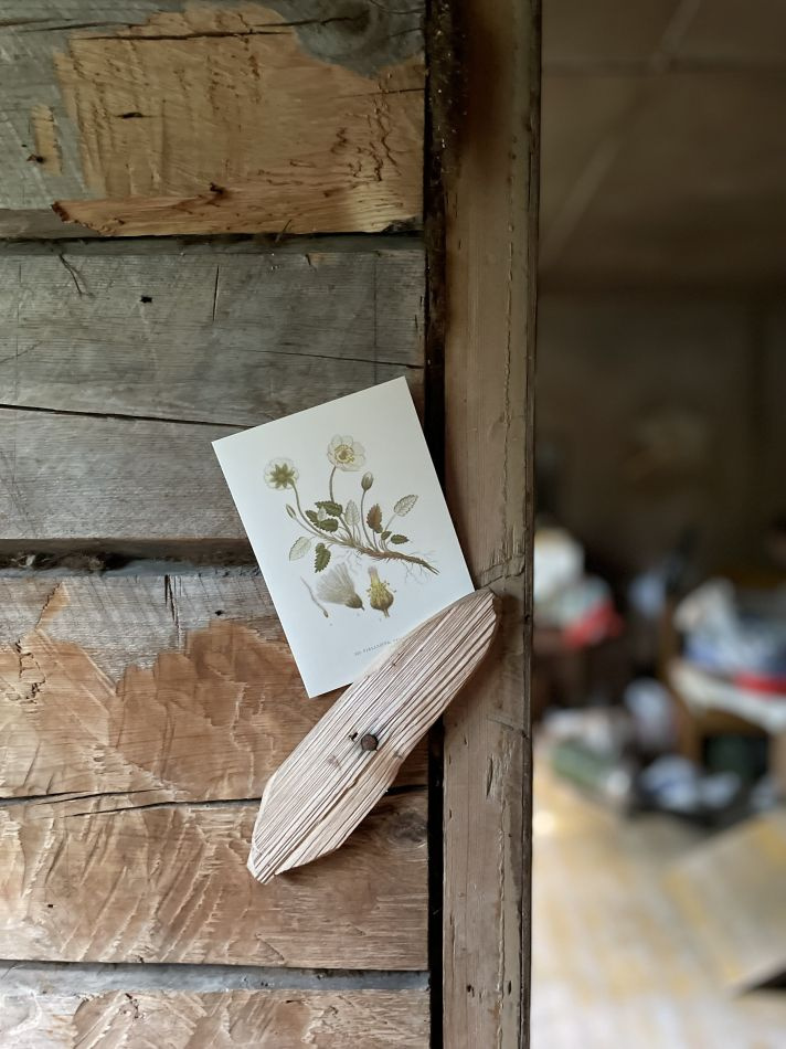 Gratulationskort Fjällsippa 10,5x15 2